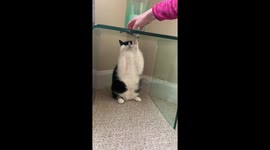 Clearly taunting: Adorable UK cat cannot figure out how to attack glass table in hilarious fail