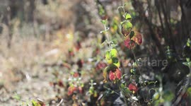 detail of plant of the desert of sonora, Mexico