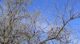 Bird song on mesquite tree branches in the desert in Moctezuma, Sonora Mexico