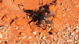 Armored bush crickets turn to cannabilism and eat each other when deprived of proteins and salts