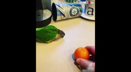 US woman's parakeet goes viral on TikTok due to his love of head-butting