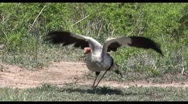 Secretary bird gets fright from Buffalo and fly's up close to us
