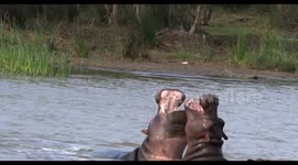Hippos diving like Dolphins in the St Lucia estuary, Isimangaliso Wetland park