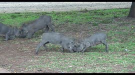 Adorable scene as warthog piglets challenge each other to mini wrestling match