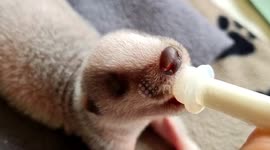 A wildlife rescue worker has told how her life was turned upside down when she became a foster mum to FIVE orphaned baby badgers