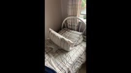 Tortie kitten decides the best place to hide is inside a pillow