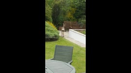 Deer wanders around garden in England - someone's a bit lost!