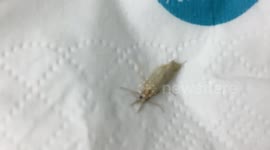 Vietnamese doctor removes live moth from inside woman's ear