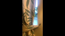 Evil tortie cat attacks human from behind curtain