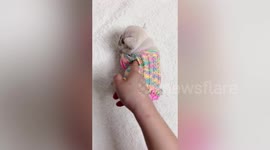 Cute puppy in colourful clothes
