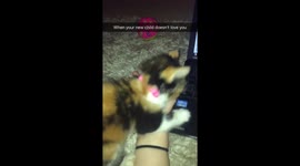 Angry tortie kitten attacks human - so cute and so angry!