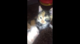 Small but deadly: Very cute tortie kitten attacks camera