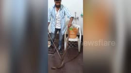 Rescuer finds six-foot-cobra hiding behind washing machine in India