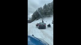 Defiant Alpine Ibex climbs onto hood of car at Canadian safari park