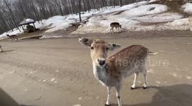 Amazing footage showing carrot sliding down deer’s throat after eating