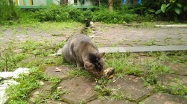 Cat Eating