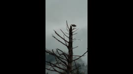 Fishing technique from a Heron's point of view!!