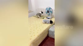 Intelligent French bulldog completes bedtime routine by herself