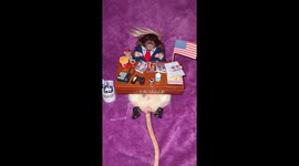 Frattie Mercury aka Mr Donald Trump working hard in his office