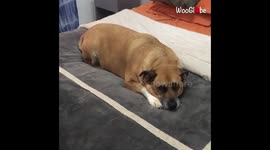 'Dog's Adorable Reaction on being Found Guilty of Destroying the Kitchen'