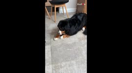 Guilty dog avoids eye contact after owner comes home to house full of trash