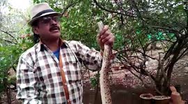 Serpent expert rescues viper hiding in Indian university campus