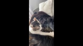 Cat annoys dog while he sleeps cat dog friendship playful annoying