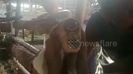 One-eyed lamb born in Indonesia only survive for 2 days
