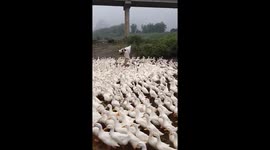 Vietnamese farmer is swarmed by hundreds of ducks as he attempts to feed them