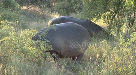 Unusual Hippo behaviour – grazing in the bush in broad daylight