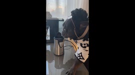 French Bulldog makes coffe alone, halarious