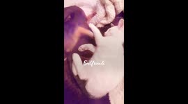 Montage of love from first sight between pup and cat Louie in SoCal