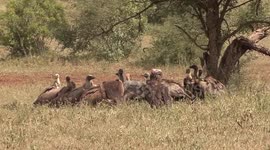 Bold Jackal takes on huge Vultures and steals a meal from them