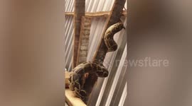 Unwanted house guest: HUGE python slithers through family’s home in Cambodia