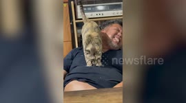 Cat massages dozing man’s bulging tummy in Thailand