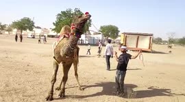 Camel spotted dancing during cattle fair in northern India
