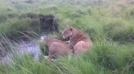 Lions Drinking Maasai Mara