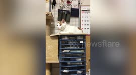 Japan earthquake shakes building but cat stays calm