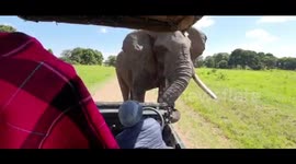 Safari group gets close encounter with curious elephant in Kenya