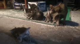 Indonesia: Two Mother Cats Loving  4 Childs