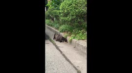 I fed the passing cat and the cat is eating deliciously. The cat live on the street.