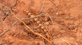 Scolopendra hardwickei  in ground finding for pray ...