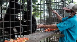 Endangered primate  baby gibbon born in Riau, Indonesia