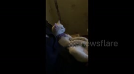 Meet Mary, the cryptocurrency kitty! Pet loves watching Bitcoin blogs