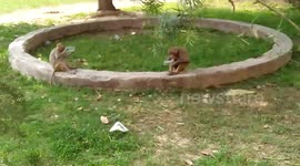 Monkeys are Drinking water and fight to each other | Check the Video and Enjoy Now