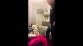Pet Beagle covers nose when owner passes wind. A funny video of human and dog interactions