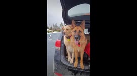 Five dogs wait patiently in car for treats after their hike