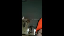 Group of dogs sit quietly and stare at dog walker in the back of the car