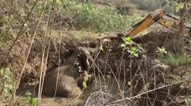 Indian officials rescue elephant trapped in muddy ditch using excavator