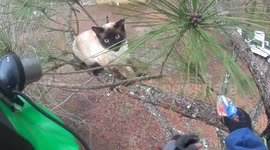 US man scales 25-foot tree to rescue stranded cat